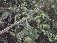 Salpianthus purpurascens