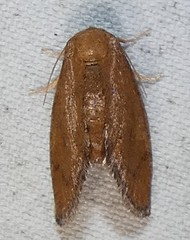 Heterogenea shurtleffi