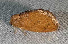 Heterogenea shurtleffi