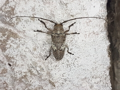 Lochmaeocles tessellatus