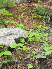 Ozomelis stauropetala