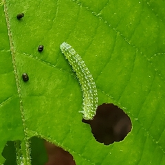 Periclista marginicollis