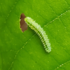 Periclista marginicollis