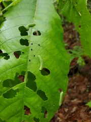 Periclista marginicollis