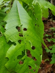 Periclista marginicollis