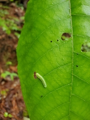 Periclista marginicollis