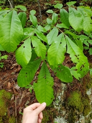 Periclista marginicollis