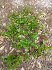 Geobalanus oblongifolius