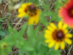 Rudbeckia hirta pulcherrima
