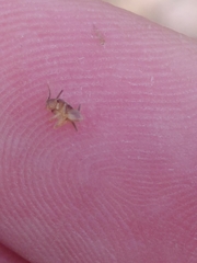 Myrmecophilidae