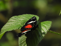 Heliconius doris obscurus
