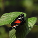 Heliconius doris doris - Photo (c) karenculma, some rights reserved (CC BY-NC), uploaded by karenculma