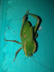 Steirodon dentatum