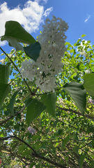 Syringa vulgaris