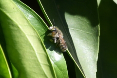 Megachile perihirta
