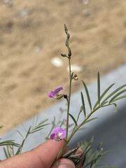 Tephrosia vicioides