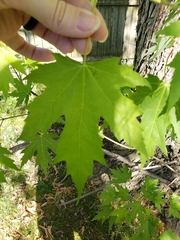 Acer saccharinum
