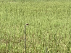 Tramea carolina