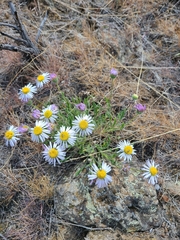 Erigeron pumilus