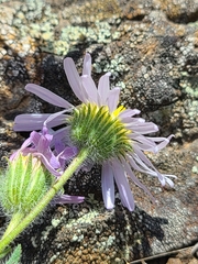 Erigeron pumilus