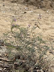 Tephrosia vicioides