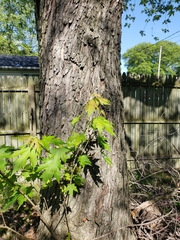 Acer saccharinum