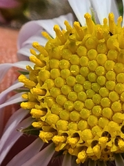 Erigeron pumilus