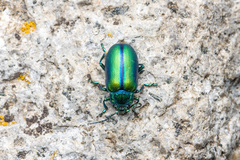 Oreina cacaliae