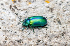 Oreina cacaliae