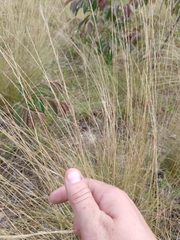 Aristida stricta