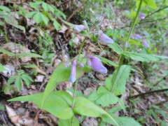 Penstemon smallii