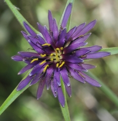 Tragopogon crocifolius