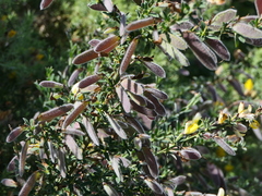 Cytisus commutatus