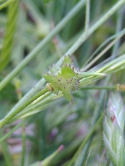 Bunias erucago