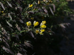 Cytisus commutatus
