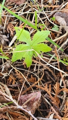 Petasites frigidus palmatus