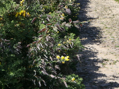 Cytisus commutatus