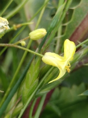 Bunias erucago