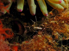 Periclimenes amethysteus