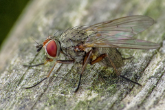 Pegomya zonata