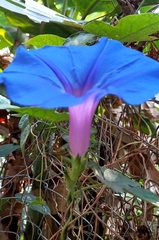 Ipomoea