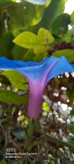 Ipomoea