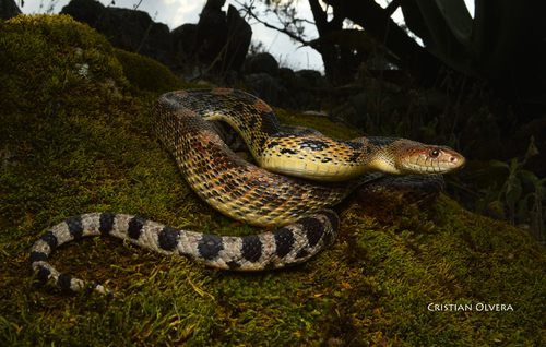 Mexican Bull Snake