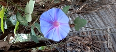 Ipomoea