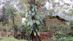 Philodendron hederaceum