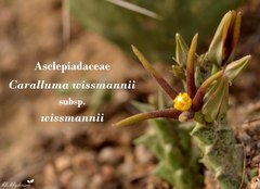 Ceropegia wissmannii