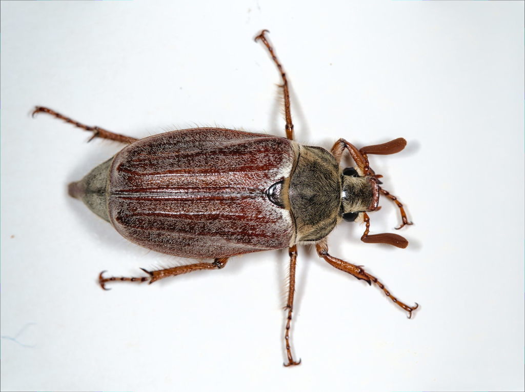 Cockchafers