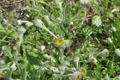 Pulicaria odora
