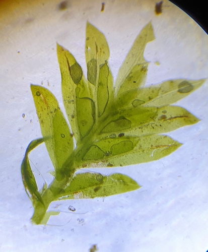 Image of Fissidens crassipes by no rights reserved