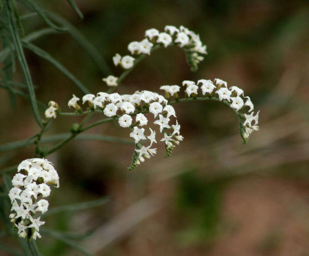 Narrowleaf Heliotrope